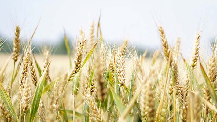 Agricultural Drone Operation